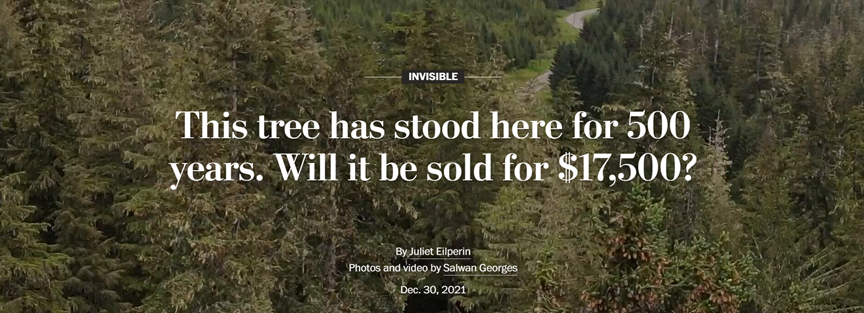 "This tree has stood here for 500 years. Will it be sold for $17,500?"